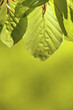 Fresh spring leaves Fresh spring leaves