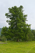 Siberian cedar. Altai Mountains