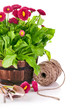 spring flowers with garden tools isolated on white background