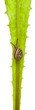 White Garden Snail or Mediterranean snail, Theba pisana White Garden Snail or Mediterranean snail, Theba pisana