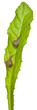 Two White Garden Snails or Mediterranean snail, Theba pisana