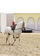 A beautiful white stallion in sand arena