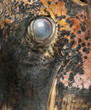 Close up of Marabou Stork, Leptoptilos crumeniferus, 1 year old