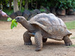Foto: Big Seychelles turtle eat.La Vanille Reserve park.Mauritius... Big Seychelles turtle eat.La Vanille Reserve park.Mauritius...