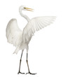 Great Egret or Great White Egret or Common Egret, Ardea alba