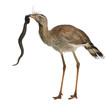 Red-legged Seriema or Crested Cariama, Cariama cristata Red-legged Seriema or Crested Cariama, Cariama cristata