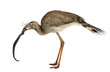Red-legged Seriema or Crested Cariama, Cariama cristata Red-legged Seriema or Crested Cariama, Cariama cristata