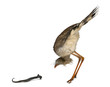 Red-legged Seriema or Crested Cariama, Cariama cristata Red-legged Seriema or Crested Cariama, Cariama cristata