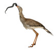 Red-legged Seriema or Crested Cariama, Cariama cristata Red-legged Seriema or Crested Cariama, Cariama cristata