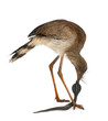 Red-legged Seriema or Crested Cariama, Cariama cristata Red-legged Seriema or Crested Cariama, Cariama cristata