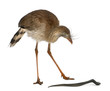 Red-legged Seriema or Crested Cariama, Cariama cristata Red-legged Seriema or Crested Cariama, Cariama cristata