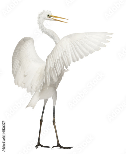 Photo: Great Egret or Great White Egret or Common Egret, Ardea alba Great Egret or Great White Egret or Common Egret, Ardea alba