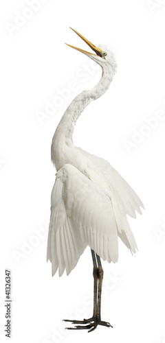 Foto: Great Egret or Great White Egret or Common Egret, Ardea alba Great Egret or Great White Egret or Common Egret, Ardea alba