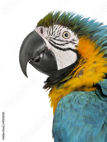 Foto: Close up of Blue and Yellow Macaw, Ara Ararauna Close up of Blue and Yellow Macaw, Ara Ararauna