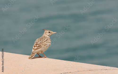Photo: A beautiful crested lark near sea A beautiful crested lark near sea