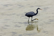A black heron moving in water