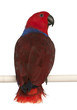Female Eclectus Parrot, Eclectus roratus