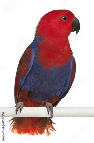 Photo: Female Eclectus Parrot, Eclectus roratus Female Eclectus Parrot, Eclectus roratus