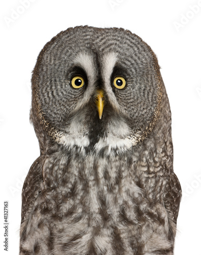 Photo: Portrait of Great Grey Owl or Lapland Owl, Strix nebulosa Portrait of Great Grey Owl or Lapland Owl, Strix nebulosa