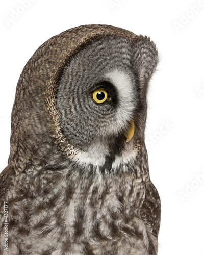 Photo: Close up of Great Grey Owl or Lapland Owl, Strix nebulosa Close up of Great Grey Owl or Lapland Owl, Strix nebulosa