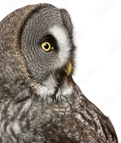 Photo: Close up of Great Grey Owl or Lapland Owl, Strix nebulosa Close up of Great Grey Owl or Lapland Owl, Strix nebulosa