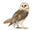 Photo : Barn Owl, Tyto alba, standing in front of white background Barn Owl, Tyto alba, standing in front of white background