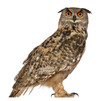 canvas print picture - Portrait of Eurasian Eagle-Owl, Bubo bubo