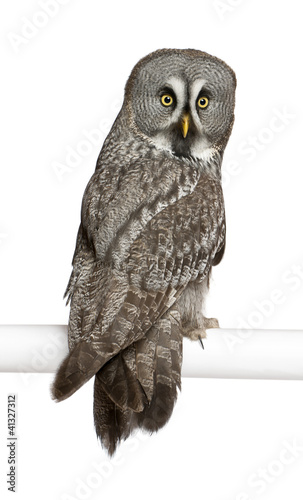 Photo: Portrait of Great Grey Owl or Lapland Owl, Strix nebulosa Portrait of Great Grey Owl or Lapland Owl, Strix nebulosa