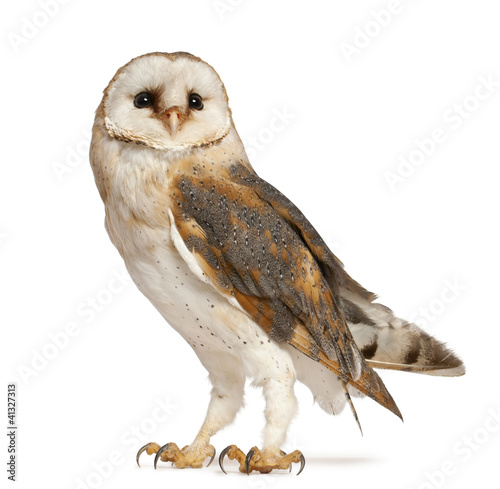 Photo: Barn Owl, Tyto alba, standing in front of white background Barn Owl, Tyto alba, standing in front of white background