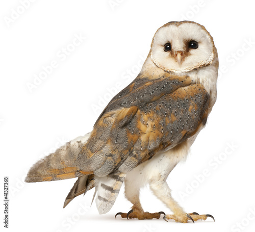 Photo: Barn Owl, Tyto alba, standing in front of white background Barn Owl, Tyto alba, standing in front of white background