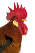 Portrait of Rooster Leghorn, in front of white background