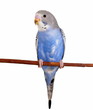 portrait of budgerigar  isolated on white background