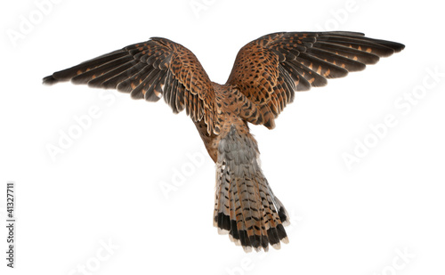 Photo: Common Kestrel, Falco tinnunculus, flying Common Kestrel, Falco tinnunculus, flying