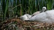 swan young