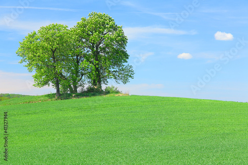 Foto: Field with trees Field with trees