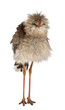 Portrait of Red-legged Seriema or Crested Cariama