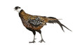 Male Reeves's Pheasant, Syrmaticus reevesii