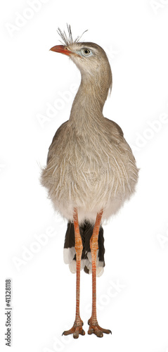 Photo: Red-legged Seriema or Crested Cariama, Cariama cristata Red-legged Seriema or Crested Cariama, Cariama cristata