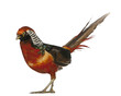 Male Golden Pheasant or 'Chinese Pheasant', Chrysolophus pictus