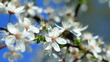 Video: Cherry blossom 1 Cherry blossom 1