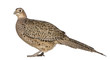 Portrait of Female Golden Pheasant or 'Chinese Pheasant'