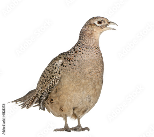 Photo: Female Golden Pheasant or 'Chinese Pheasant' Female Golden Pheasant or 'Chinese Pheasant'