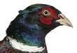 Close up of Male European Common Pheasant, Phasianus colchicus