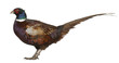 Male European Common Pheasant, Phasianus colchicus