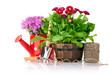 spring flowers with garden tools isolated on white background