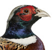 Close up of Male American Common Pheasant, Phasianus colchicus
