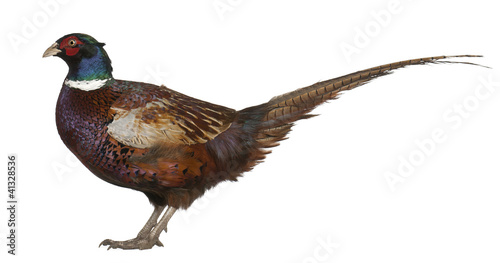 Photo: Male European Common Pheasant, Phasianus colchicus Male European Common Pheasant, Phasianus colchicus