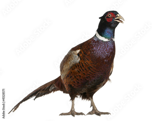 Foto: Male European Common Pheasant, Phasianus colchicus Male European Common Pheasant, Phasianus colchicus