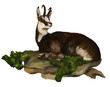 Chamois is located in the grass on white background