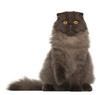 Portrait of Scottish Fold cat, 5 months old